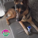 Mordedor para Cachorro em Formato de Osso – Limpeza Dental e Diversão Garantida